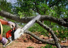 Best Tree and Shrub Care  in South Wenatchee, WA