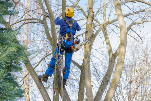 Best Aeration Services  in South Wenatchee, WA